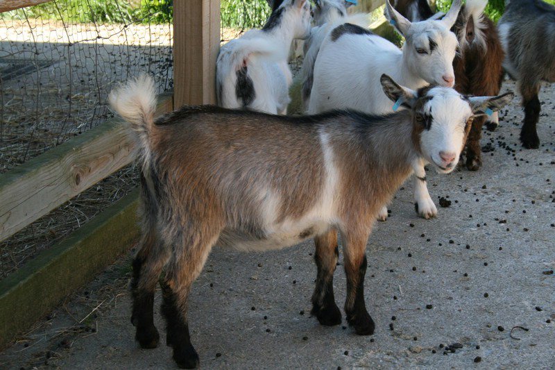 Goat Rearing