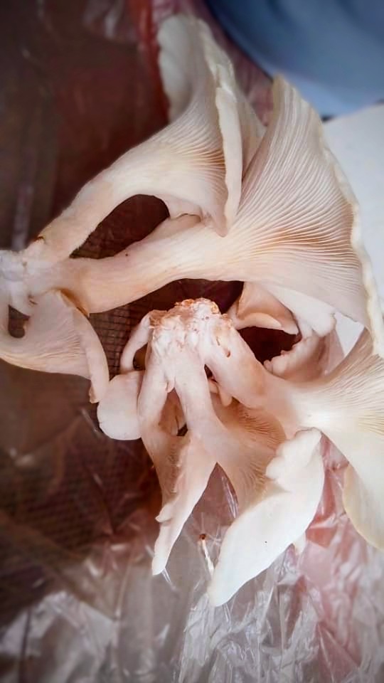 Mushroom Cultivation